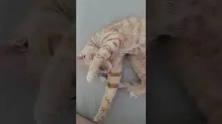 She Just Woke Up... and Started Purring While Grooming 🛏️😻 | Real Cat Calm