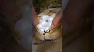 Как устрицы обманным путем заставляют производить жемчуг 🤯