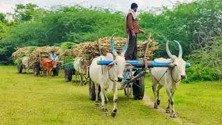 Young's Four Bullock Cart Heavy load stuck in heavy load Sugarcane // Indian's buffalo videos
