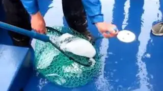 Hunting for Icebergs in Newfoundland: The GypsyNester