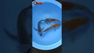 Koi ochiba dan ochiba tancho kumpay #kolamkoi #koi #koiblitar #koiblitarmurah #koifish #koipond