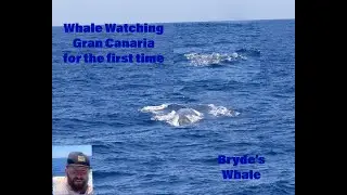 My First Time Whale Watching Bryde's Whale Gran Canaria with my trusty Canon R7 #canonr7 #wildlife