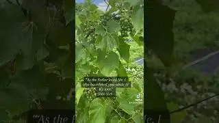 John 15 abide in God&rsquo;s love #shorts #short #mentalhealth #christiantherapist #christianmentalhealth