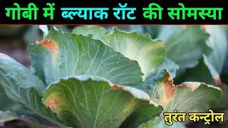 Black Rot of Cabbage || ब्लैक रोट रोग और उसका कंट्रोल || Cabbage black rot control