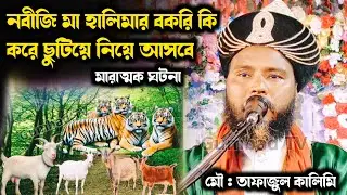 নবীজি মা হালিমার বকরি ছুটিয়ে নিয়ে আসার ঘটনা | Tafajul Kalimi 
