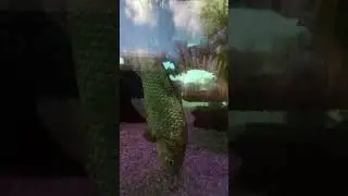 Artem Js в прямом эфире!