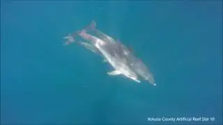 Atlantic Spotted Dolphins, 