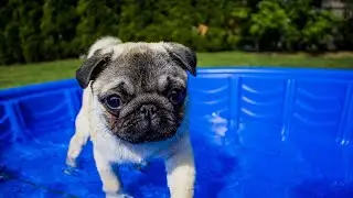 The Benefits of Pug Enrichment How to Keep Your Pug Stimulated