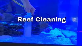 Aquarium Maintenance, Water Change and Siphon Cleaning