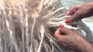 Puli Dog Grooming