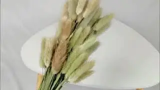 2022 new dried nature Bunny Tails grass