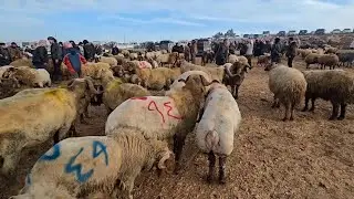حركه سوق الغنم في مدينه إدلب كفر جالس 28\1\2026 اسعار للحم وغنم الجنيه العواس ولاعلاف المعز المجنوي 
