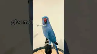 give me kiss 😘 #ytshorts #shortvideo #cute #bird #parrot