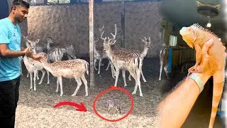 Deer k cage me ye kya mila ajj😍 red dragon lizard gussey me he Ajj