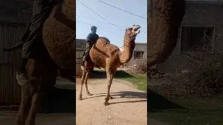 angry camel sounds #shorts #angrycamel #camelsounds #camel #camelsound #camelvoice #camelvideo