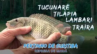 Pescando Traíra, Tilápia, Lambari e Tucunaré - Tudo em um só lugar - Represa de Mauá