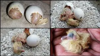 متعه فقس بيض الحمام في الميعاد المظبوط واهمية كتابه المواعيد