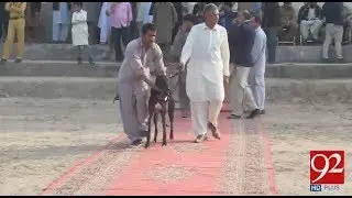 Dog race held in university of Faisalabad - 19 February 2018 - 92NewsHDPlus