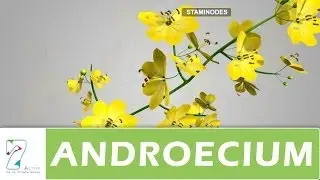 ANDROECIUM