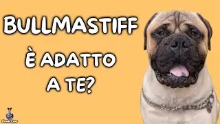 Bullmastiff: Cosa Sapere