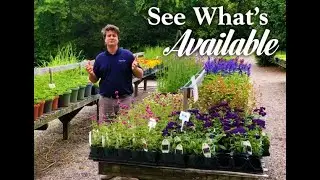 What's Available in May at Lavender Fields Herb Farm