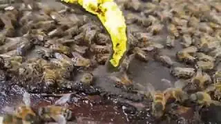 Small Hive Beetle corralled by Apis Scutellata