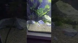 Guppy Tank Upgrade #guppytank #tropicalfishkeeping #api #tropica #peaceful #plantedaquarium