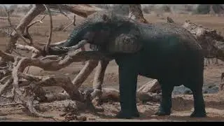 5 amazing facts about Elephants 🐘#facts #animals #animalfacts 