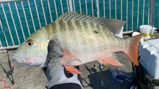 Fishing at Channel Two Bridge!! My First KEEPER MUTTON!!!!