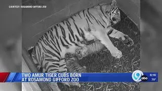 Rosamond Gifford Zoo welcomes two rare Amur tiger cubs