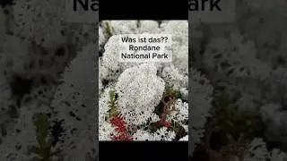 Rondane National Park Oppdal bis Ringebu #R&uuml;ckreise Nordkapp