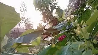 Good morning magic colour Java full 😄😃😀