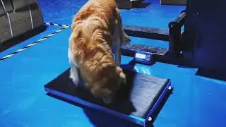 Animal Weighing Scale for Veterinary Use