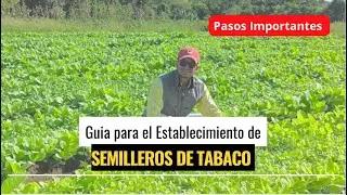 Como Preparar un Semillero de Tabaco, Producci&oacute;n de Pl&aacute;ntulas de Tabaco a Campo Abierto