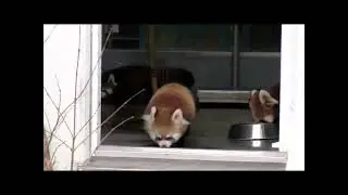 Red Panda Gets Surprised And Scared