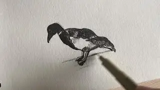 DRAW WITH ME / SAKURA PIGMA MICRON INK PEN / INSPIRED BY NATURE