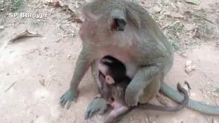 Monkey And Baby 8 - Cute Baby Monkey SweetPea Scare People