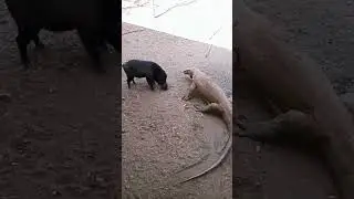 Comodo dragon fail to hunt warthog 😰#short #shorts #viral #shortsfeed