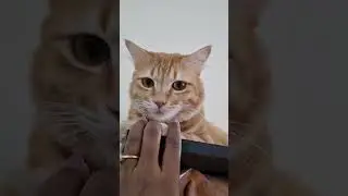 Cute, funny & expressive cats ❤️ #catvideos #funnycats 