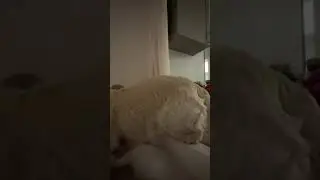 Dog Jumps Into Bathtub to Join Its Owner for Bath -  1635554