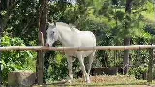 Horse Harassment #animals #costarica #travel 