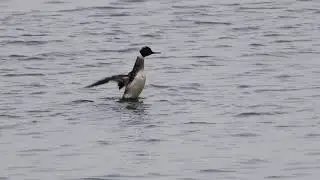 ウミアイサ　野鳥　4Kハイフレームレート　Red-breasted merganser　Mergus serrator　wildbirds　251224