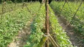 Climate-Smart Agriculture - SESDO Bangladesh