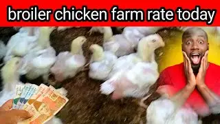 Broiler Chicken farm rate today| broiler chicks price today 
