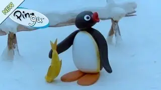 Pingu and the Bird's Mother - Pingu Official Channel