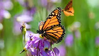 Saving Western Monarch Butterflies