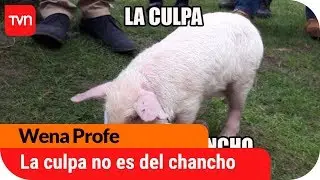 La culpa no es del chancho... | Wena profe - T1E2