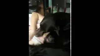 Backbone cleaning mommy's face before she go to bath. (Labrador)