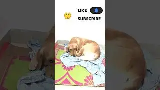 Itna bada BANK LOAN 😳😳 #goldenretriever #dog #shortvideos