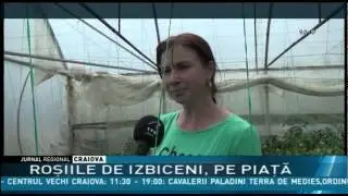ROŞIILE DE IZBICENI, PE PIAŢĂ